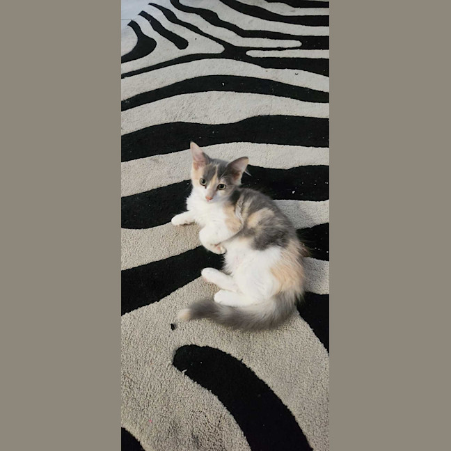 Photo of Lyra