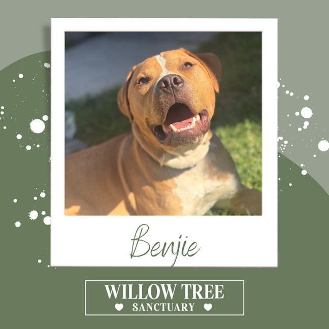 Photo of Benjie