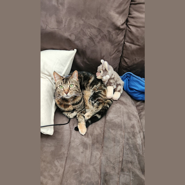 Photo of Twiglet ( Tilly )