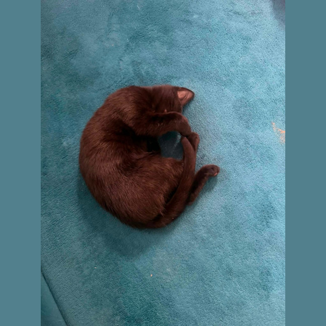 Photo of Bellatrix 🐈‍⬛ 