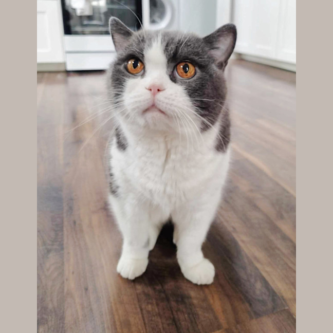 Photo of 🏹Sir Perci🏹