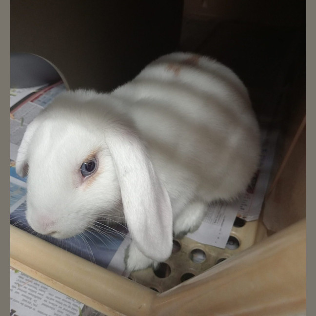 Photo of Butter Ball