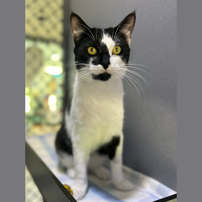 Photo of King Julian