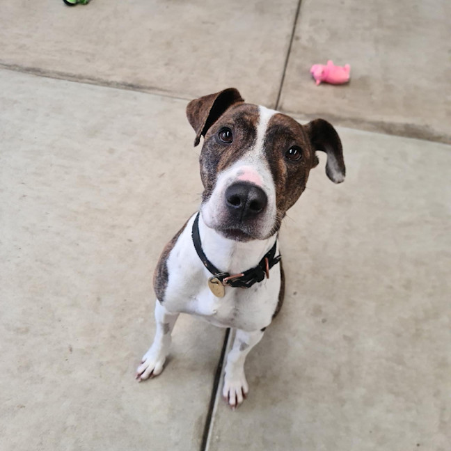 Photo of Luna