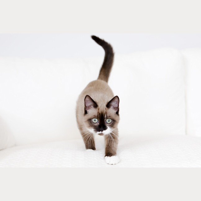 Photo of Miso