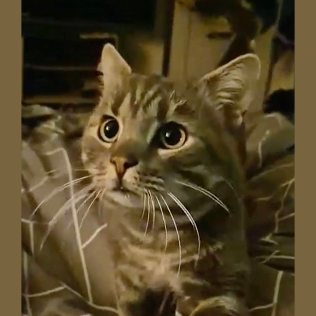 Photo of Onyx