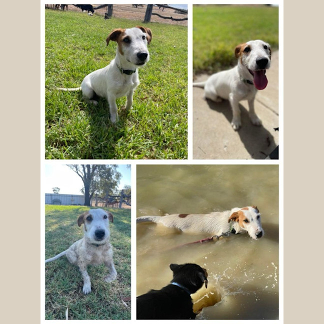 Photo of Rocco