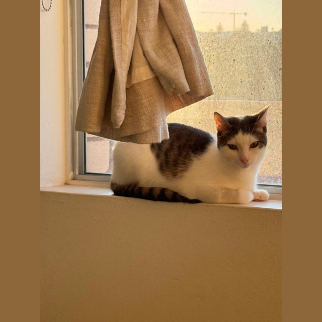 Photo of Solitaire