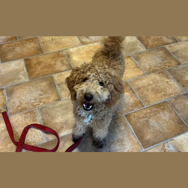 Photo of Bailey