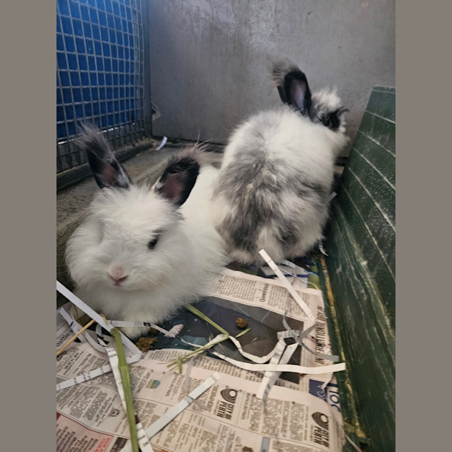 Photo of Flopsy
