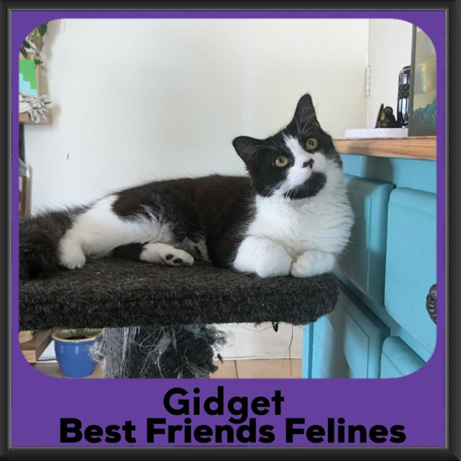 Photo of Gidget 
