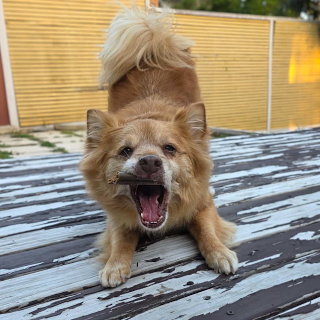 Photo of Louie   9 Year Old Pomeranian X