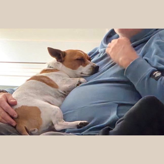 Photo of Poh   3 Year Old Fox Terrier