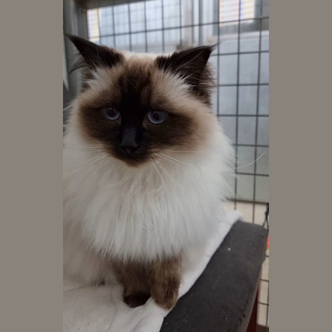 Photo of Coco