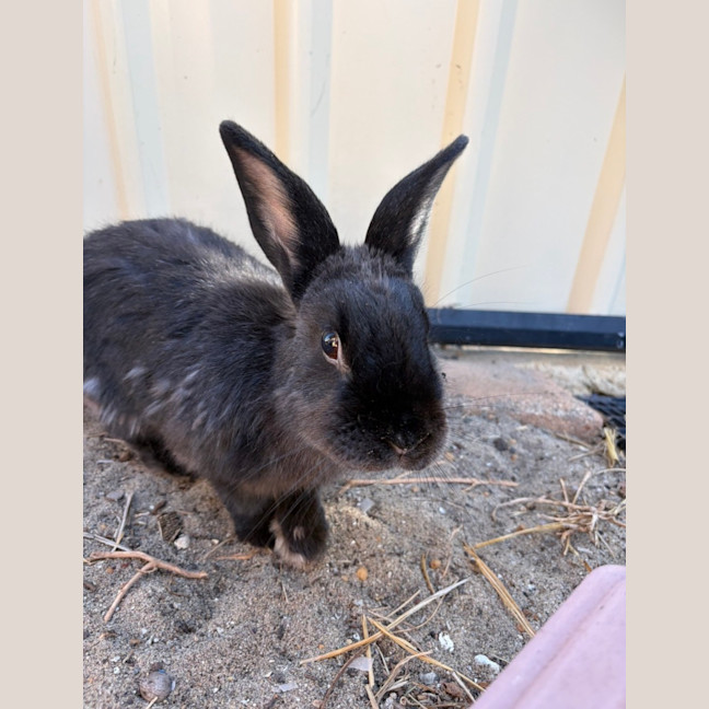Photo of Bruce
