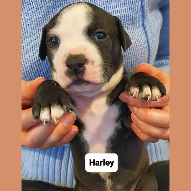 Photo of Harley