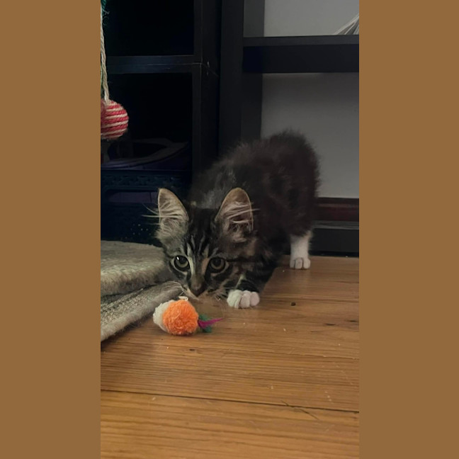 Photo of Rocky