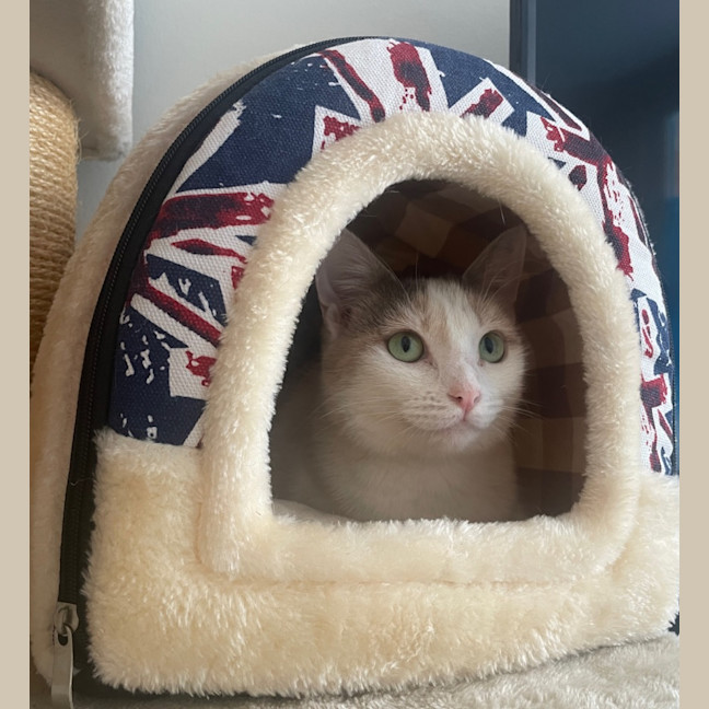 Photo of Tilly