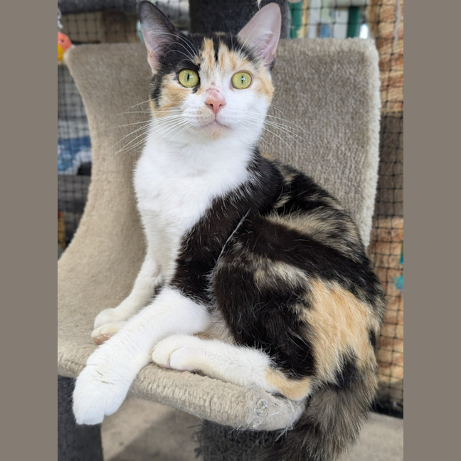 Photo of 🎀 Lucinda 6643 🎀