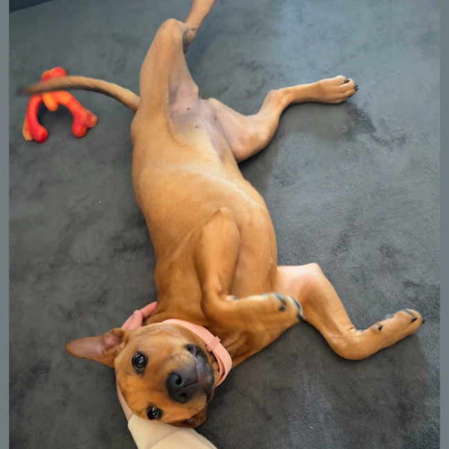 Photo of Bella   14 Week Old Mastiff X