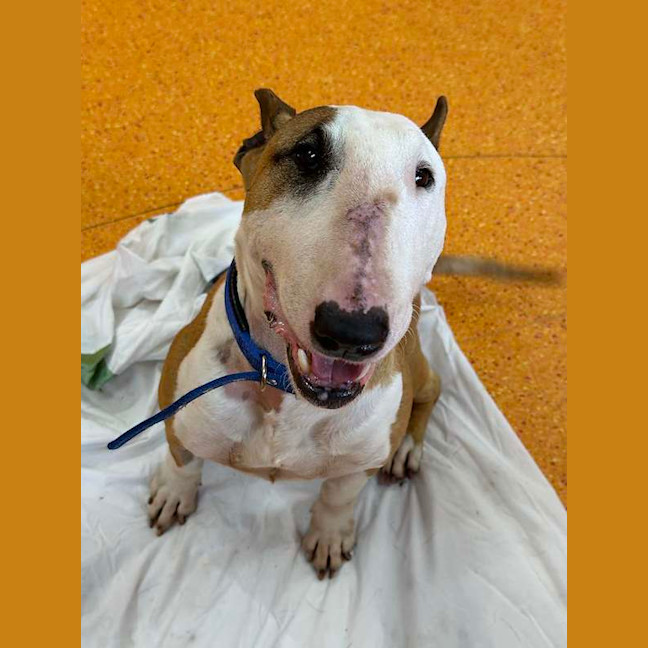 Photo of Indy