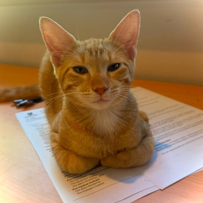 Photo of Tucker