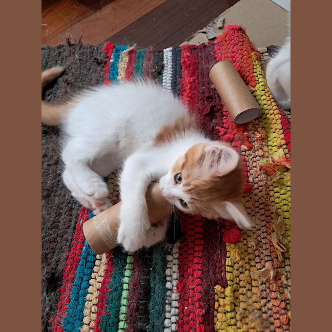 Photo of Herbie