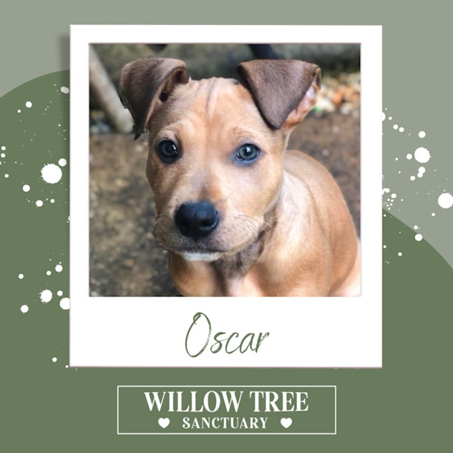 Photo of Oscar