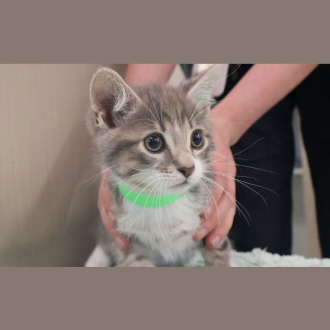 Photo of Theo