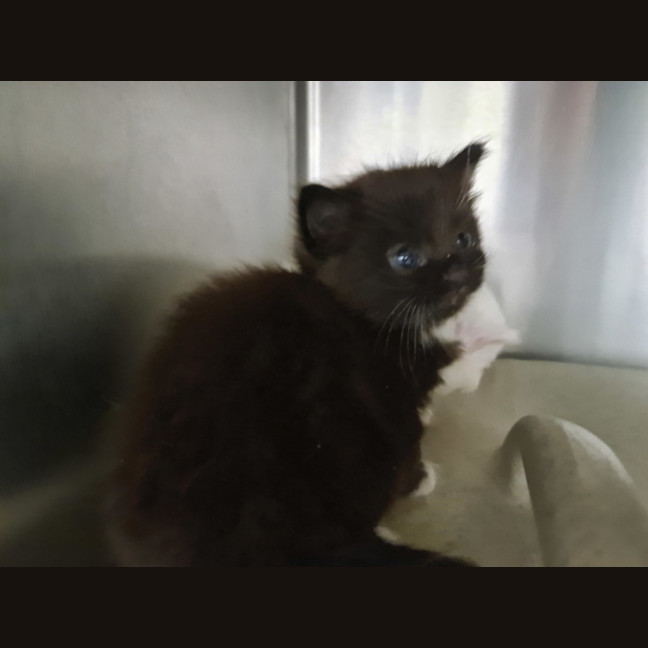 Photo of Onyx