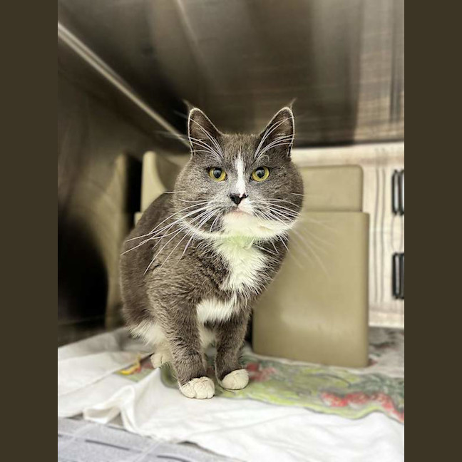 Photo of Gandalf
