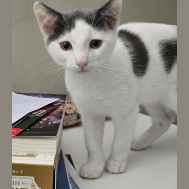 Photo of Miko   12 Week Old Domestic Shorthair