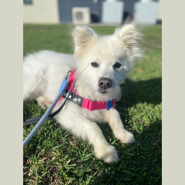 Photo of Coco