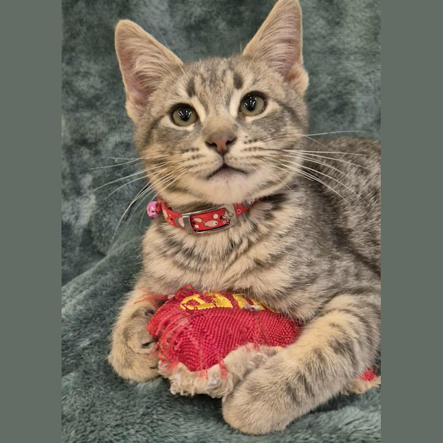 Photo of Zoodle Now Ripley