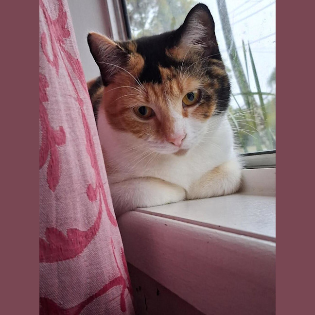 Photo of Salsa