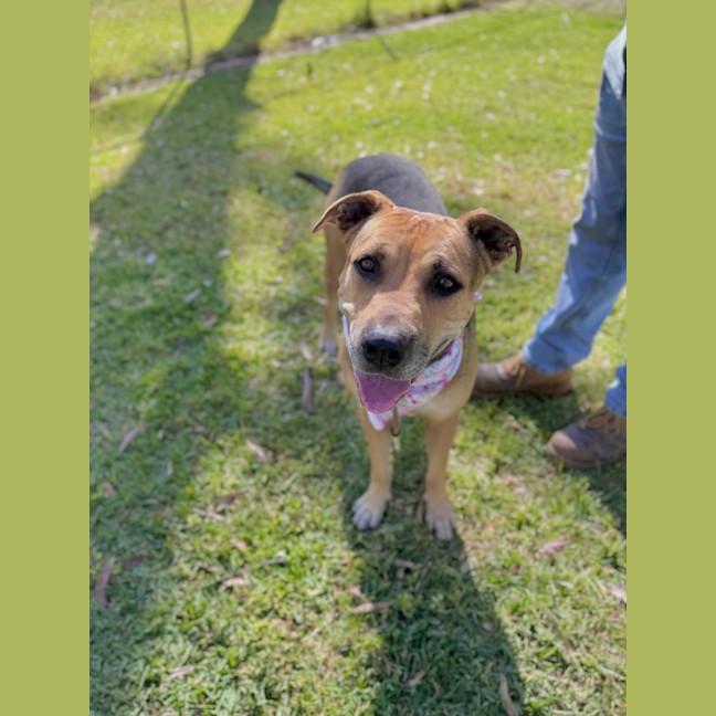 Photo of Mali *$250 Adoption Fee*