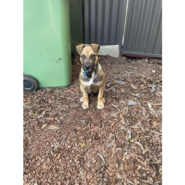 Photo of Joey *$350 Adoption Fee*