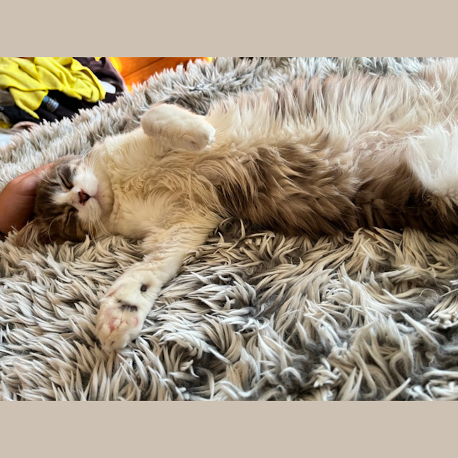 Photo of Oaken 😻 *9 Lives Project Rescue*