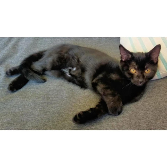 Photo of 11285   Pepper