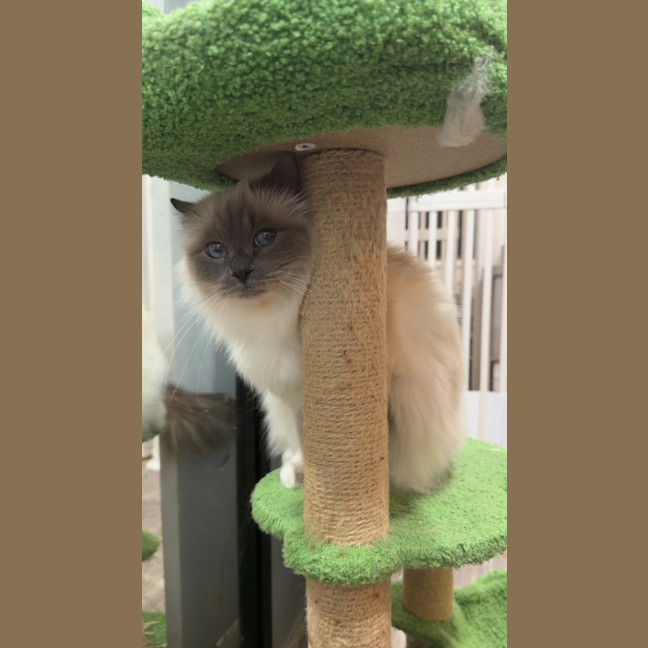 Photo of Stella