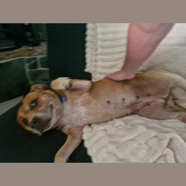 Photo of Sasha   7 Year Old Staffy