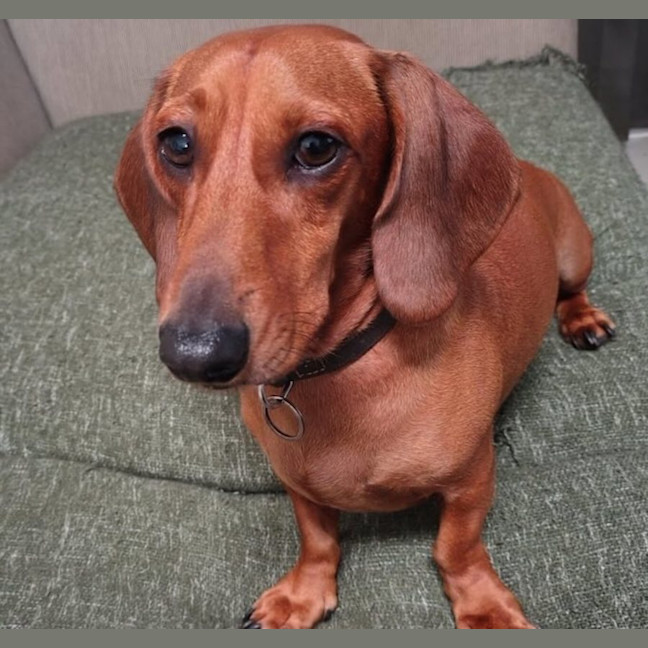 Photo of Huey