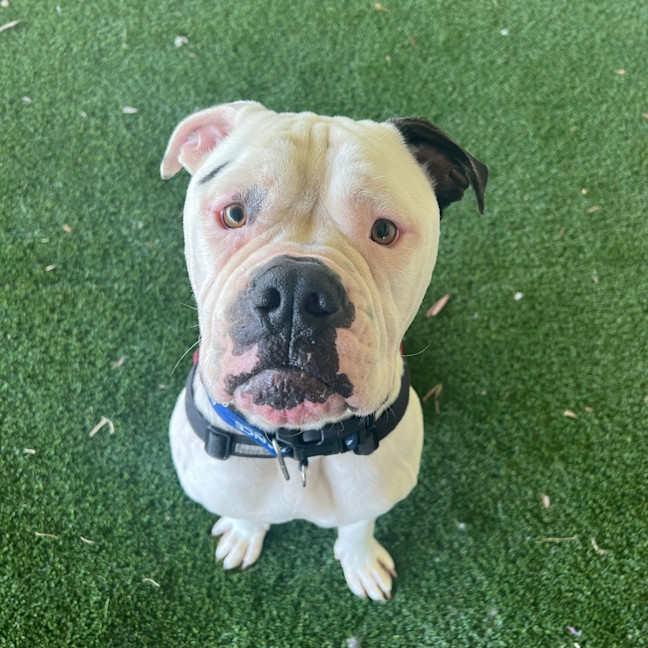 Photo of Koa
