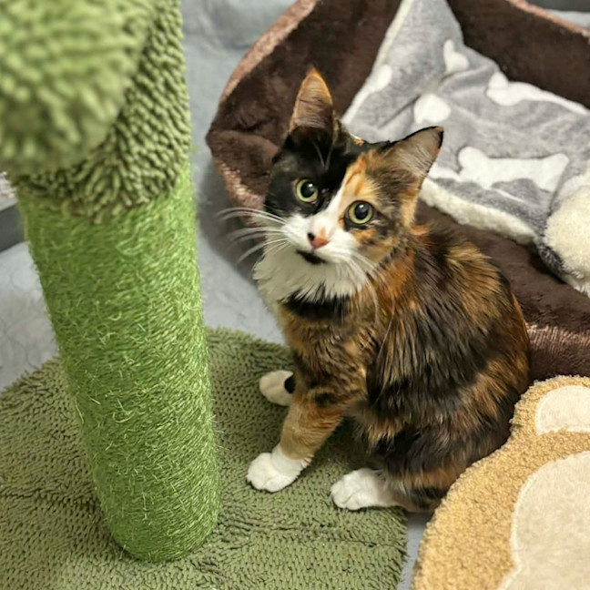 Photo of Bells