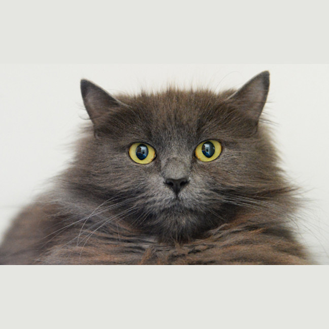 Photo of Sylvie