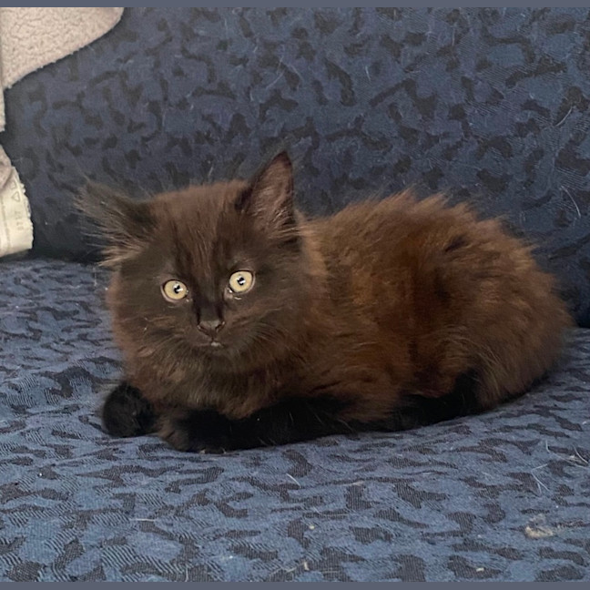 Photo of Hocus **2nd Chance Cat Rescue**