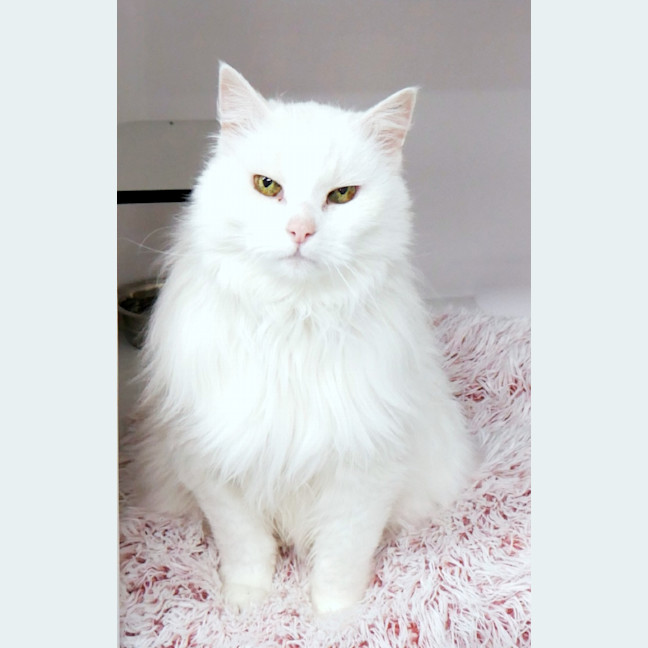 Photo of Quincy Sua011437 