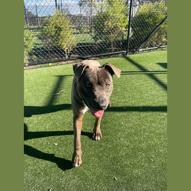 Photo of Dave Imp 678