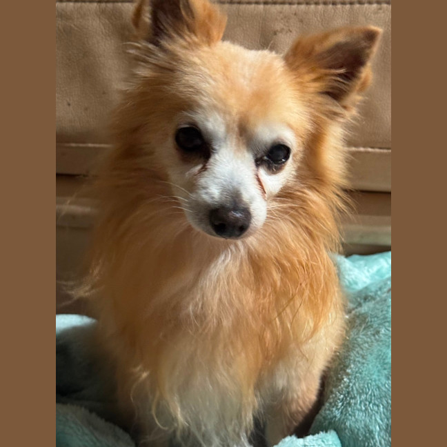 Photo of Coco