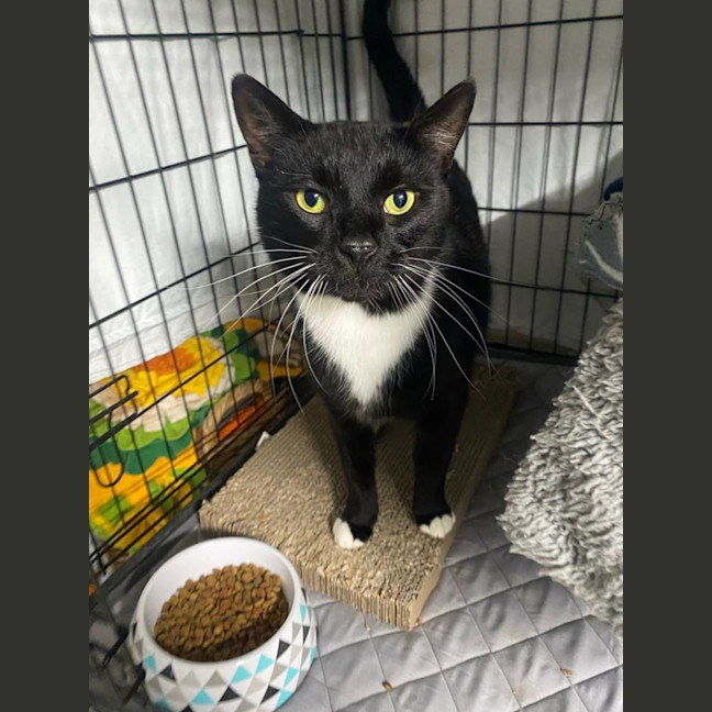 Photo of Harry   Now Available At Pet Quarters Tuggerah